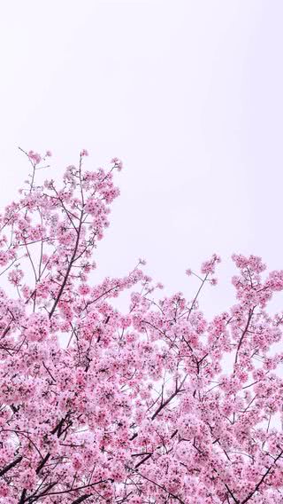 Chanel シャネル ピンクの花柄 Iphone12 スマホ壁紙 待受画像ギャラリー
