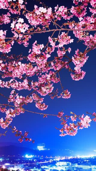 桜 | iPhone12,スマホ壁紙/待受画像ギャラリー