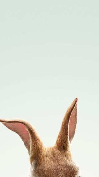 かわいいウサギ Iphone12 スマホ壁紙 待受画像ギャラリー