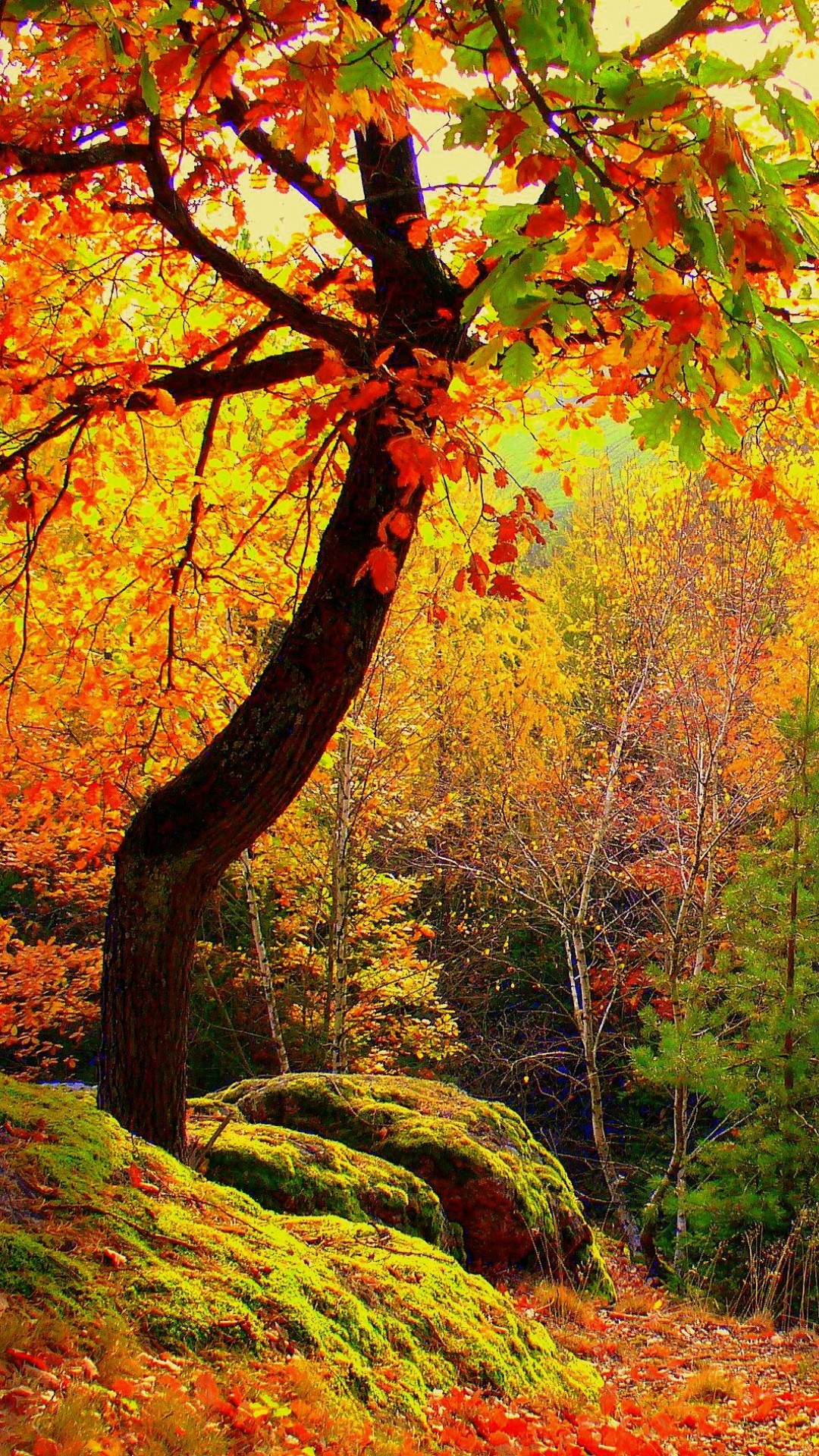 秋の森 Iphone12 スマホ壁紙 待受画像ギャラリー