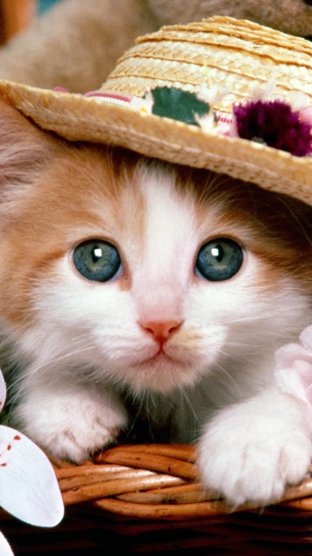 可爱猫咪-带着圣诞帽子的波斯猫 - 素材公社 tooopen.com