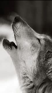 オオカミ | 動物のiPhone壁紙