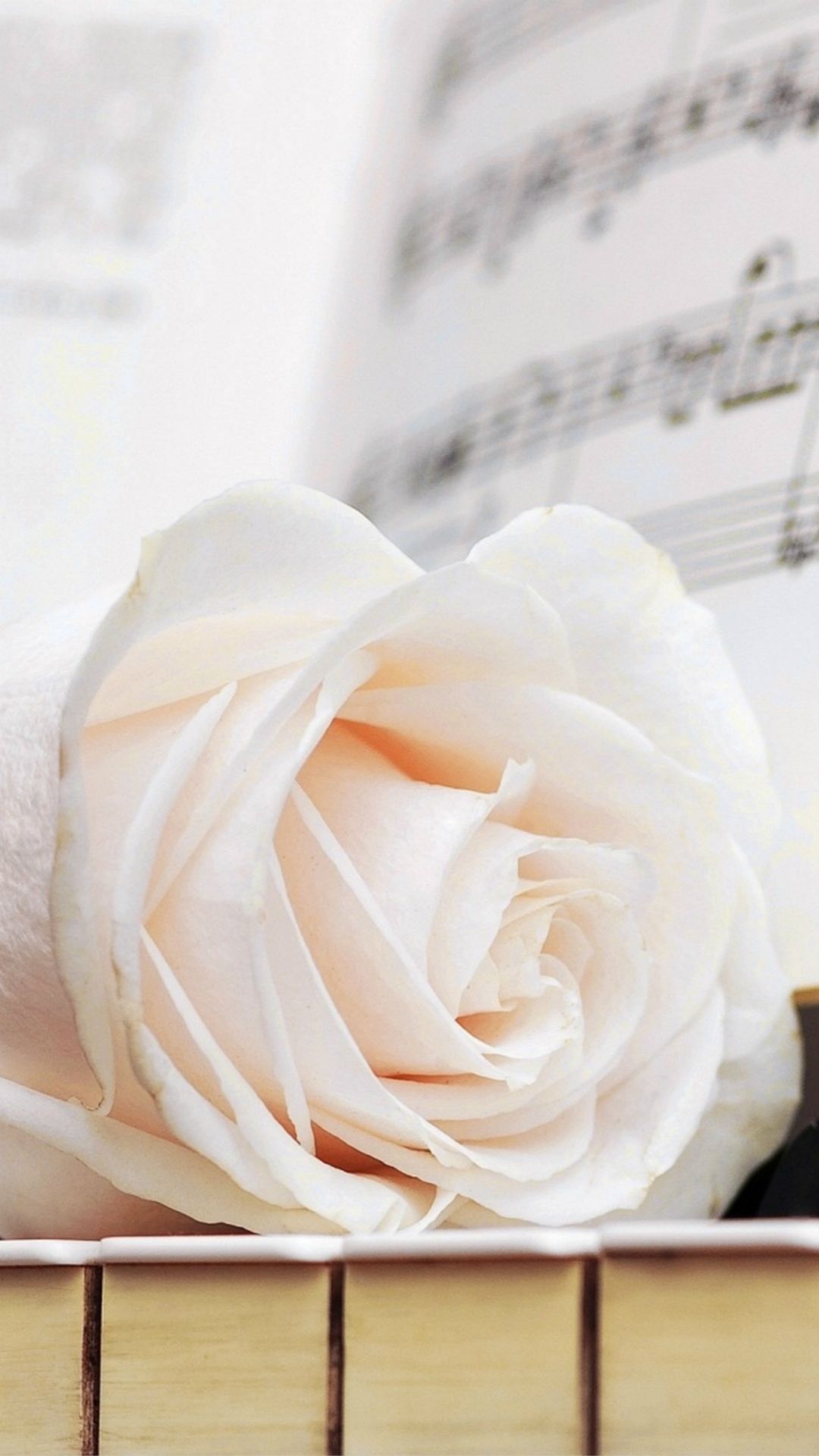 白バラと楽譜 Iphone12 スマホ壁紙 待受画像ギャラリー
