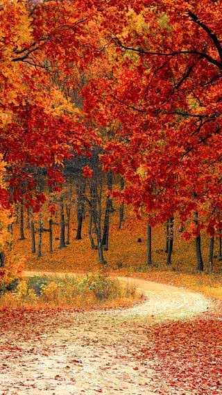 秋の風景 Iphone12 スマホ壁紙 待受画像ギャラリー