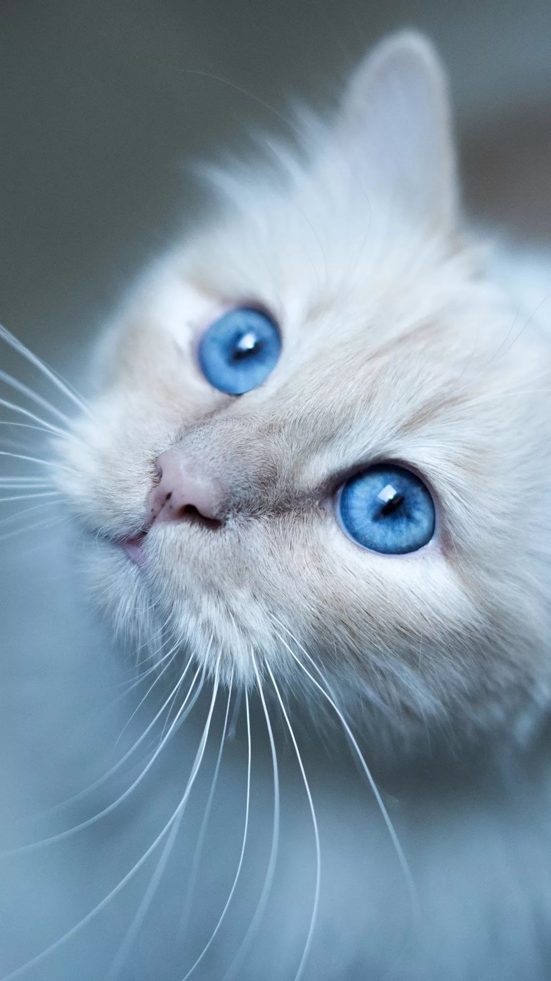 ブローチ ビンテージ 猫 ネコ 青い目 - ブローチ/コサージュ