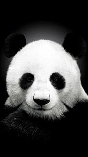 パンダ | 動物のiPhone壁紙