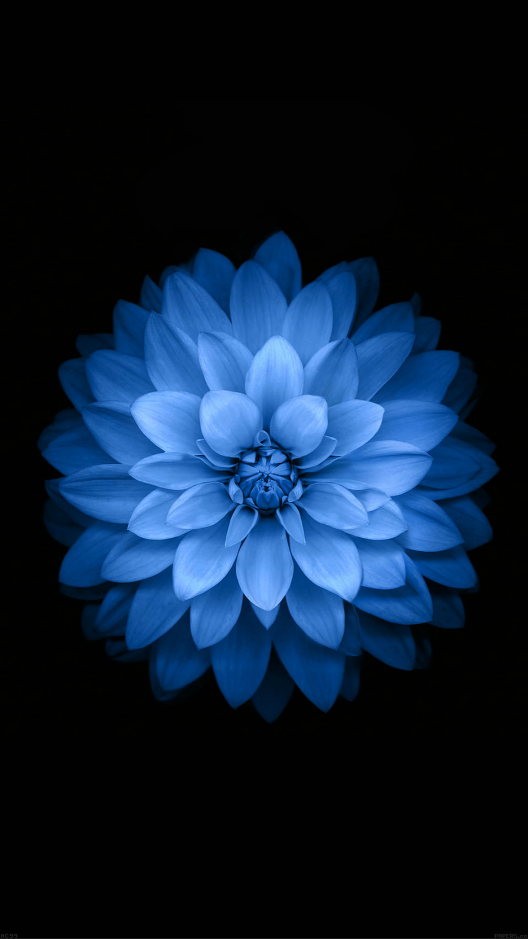Blue Lotus 3d Iphone12 スマホ壁紙 待受画像ギャラリー
