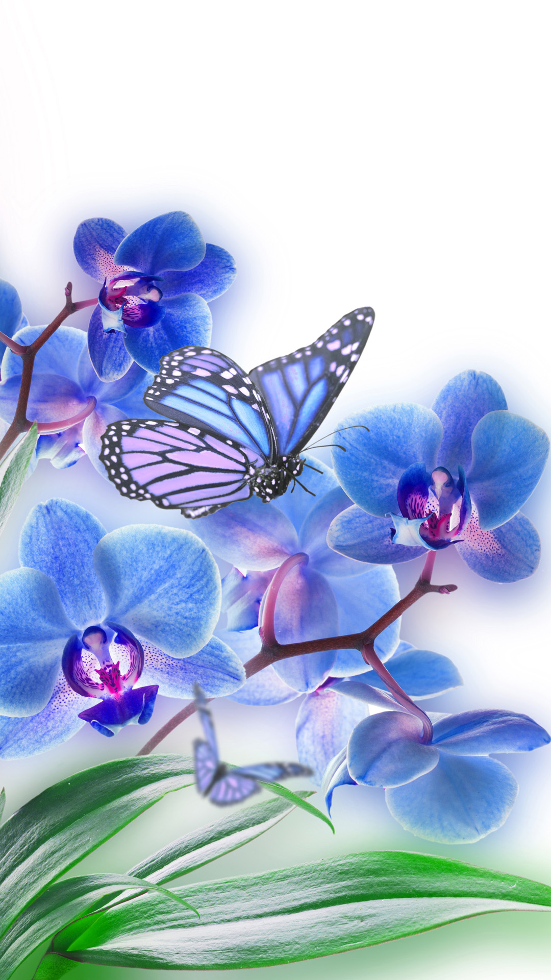 青い蝶と花 Iphone12 スマホ壁紙 待受画像ギャラリー