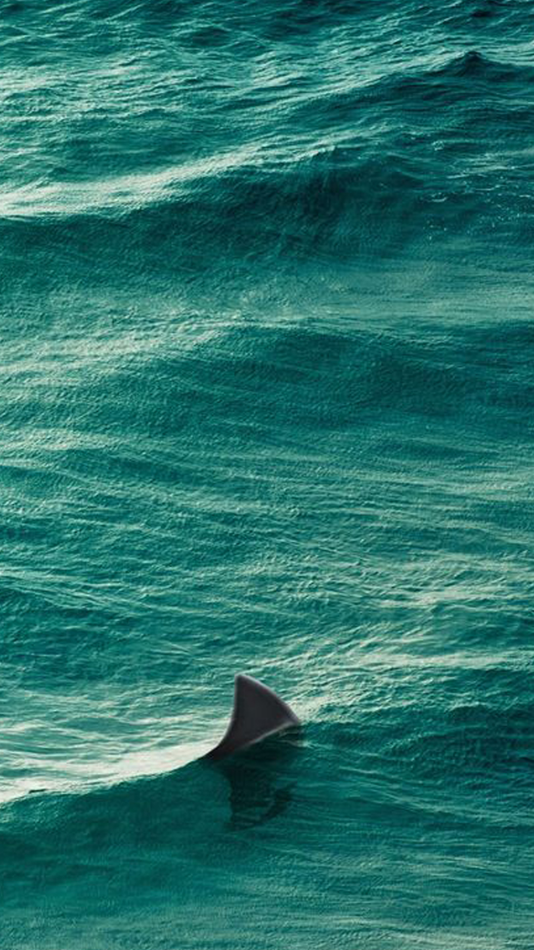 水面にサメの背びれ Iphone12 スマホ壁紙 待受画像ギャラリー