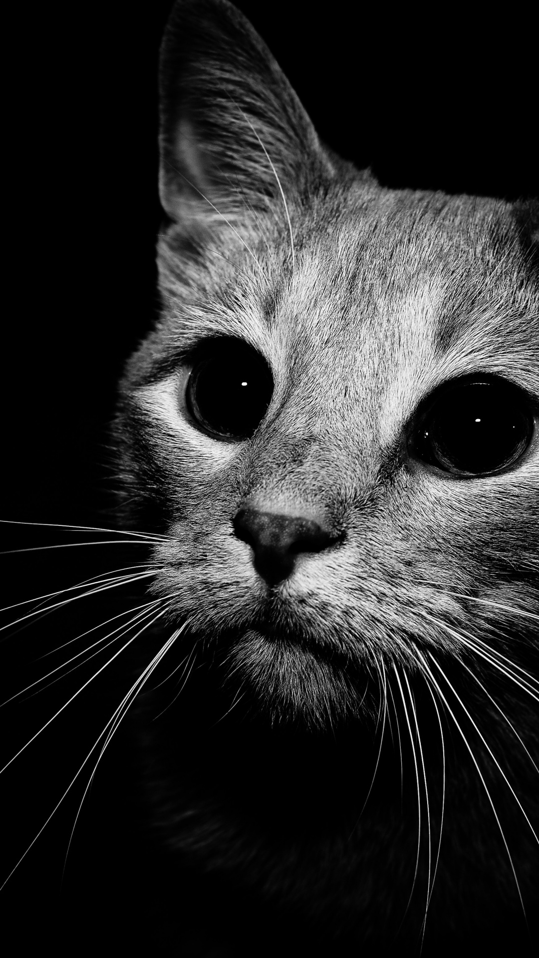 最も選択された スマホ 壁紙 猫 かっこいい 無料ダウンロードhd壁紙画像