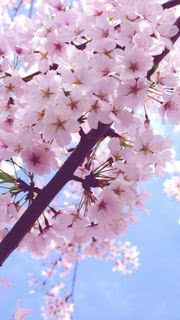 満開の桜 Iphone12 スマホ壁紙 待受画像ギャラリー
