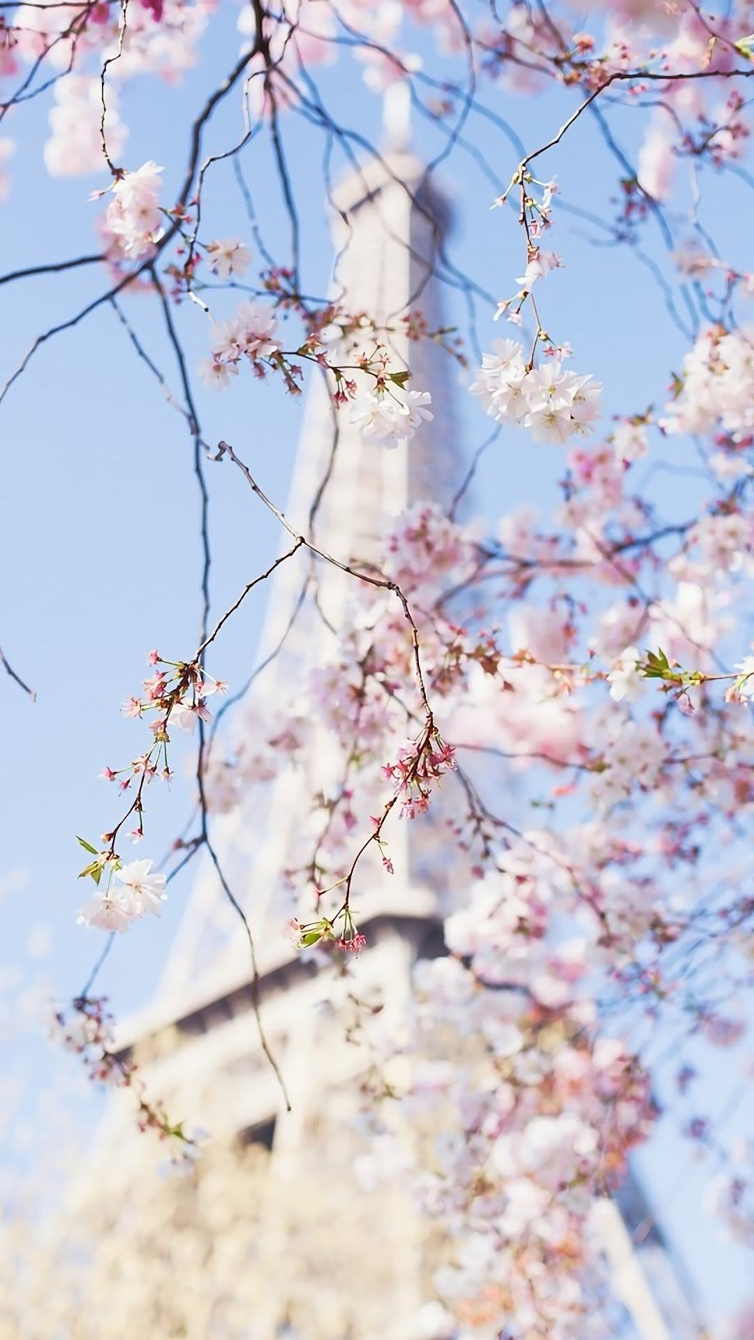 パリの桜 Iphone12 スマホ壁紙 待受画像ギャラリー