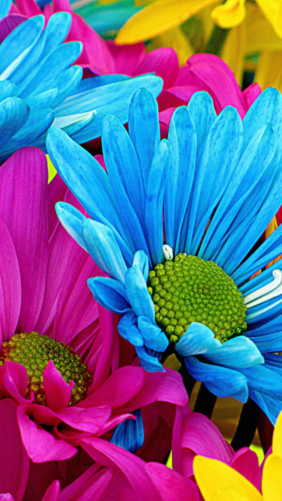 色鮮やかな原色の花 Iphone12 スマホ壁紙 待受画像ギャラリー