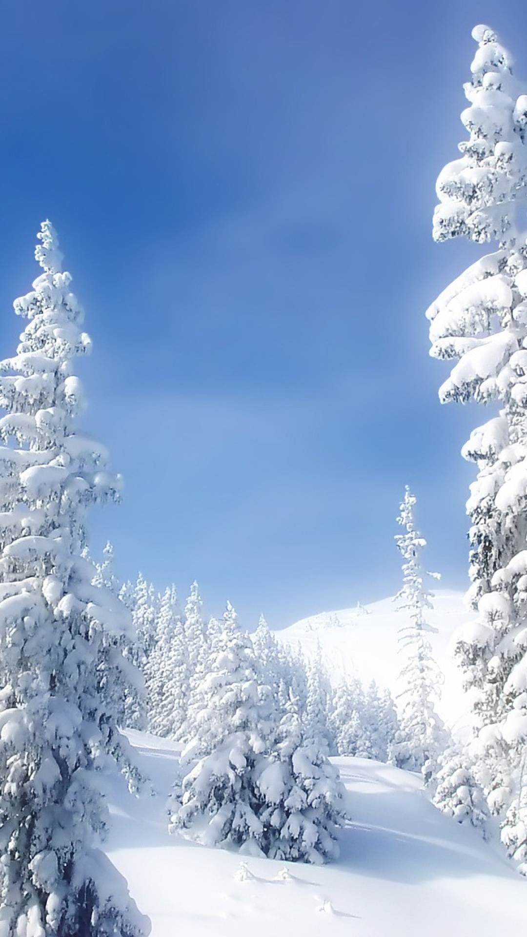 真っ白な冬の森 Iphone12 スマホ壁紙 待受画像ギャラリー