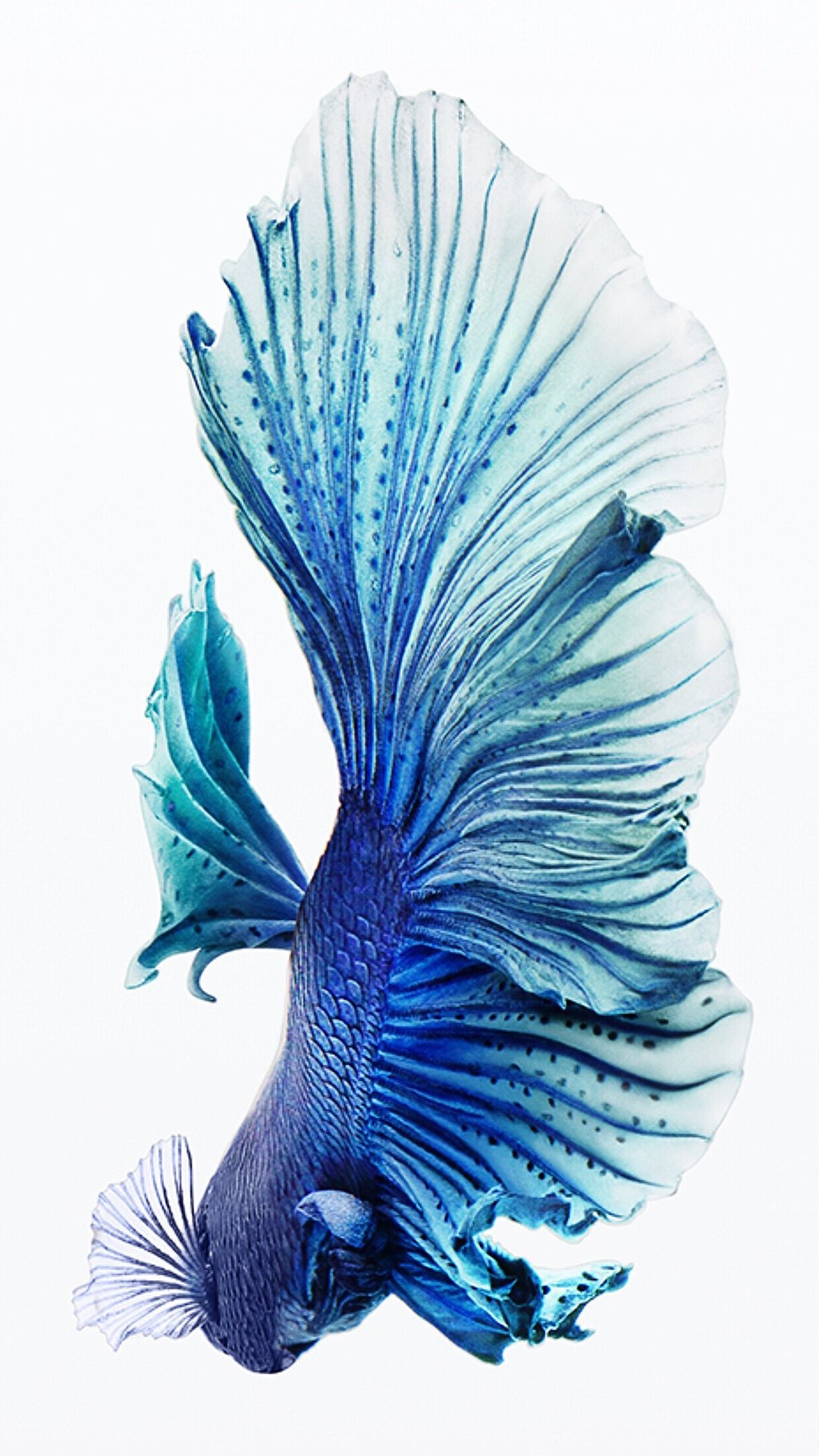 青い熱帯魚 Iphone12 スマホ壁紙 待受画像ギャラリー