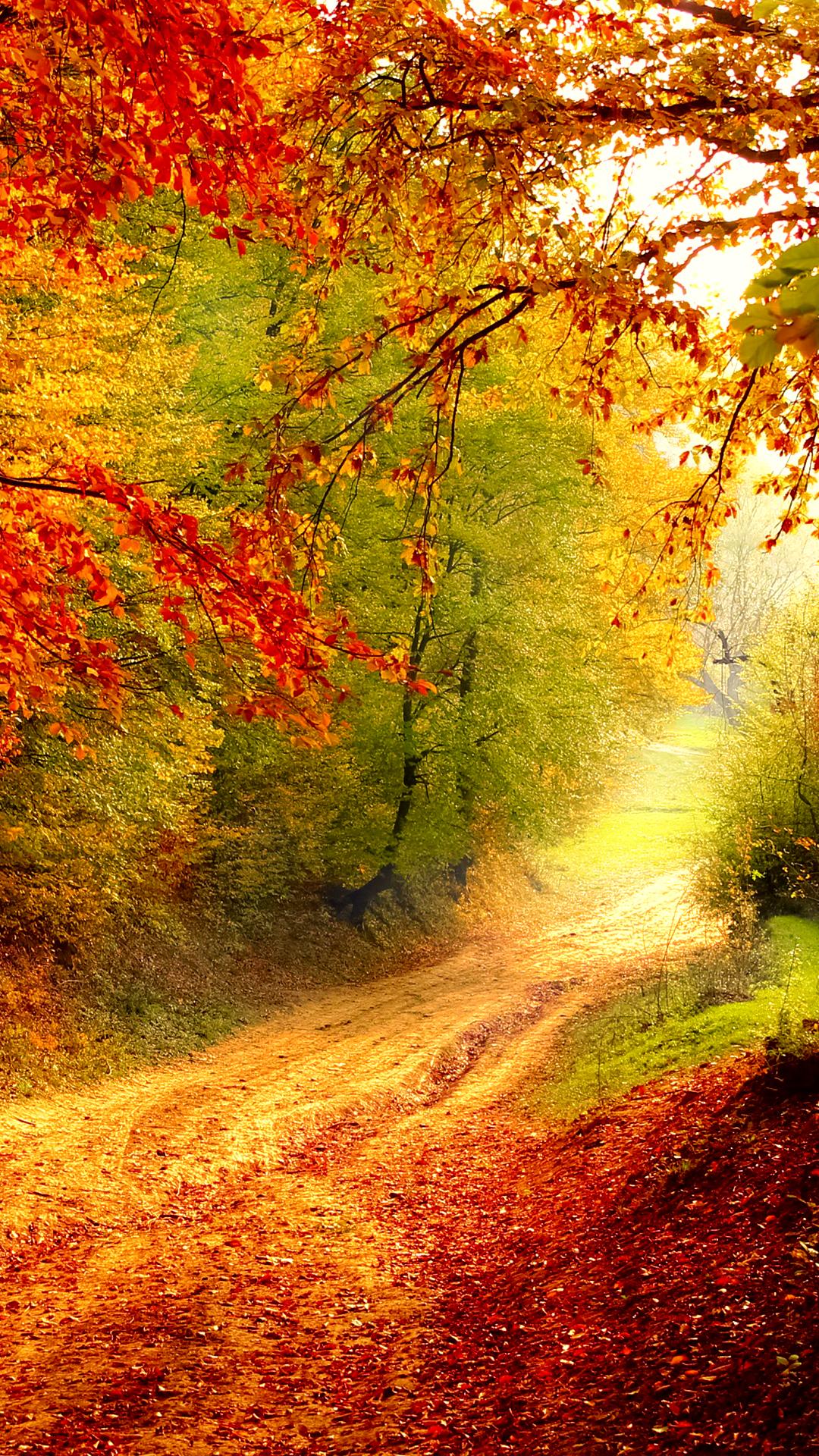 色鮮やかな秋の森 Iphone12 スマホ壁紙 待受画像ギャラリー