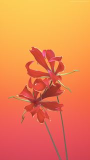 オレンジ色の綺麗な花 Iphone12 スマホ壁紙 待受画像ギャラリー