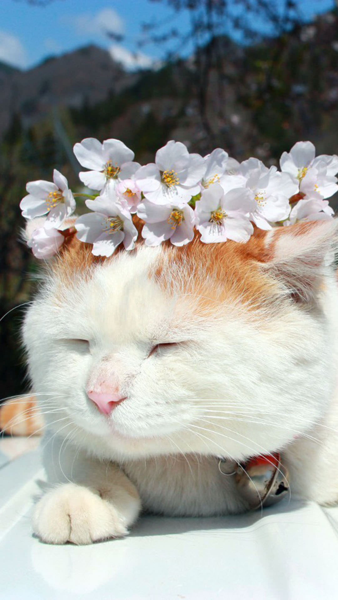 ネコに花の冠 Iphone12 スマホ壁紙 待受画像ギャラリー