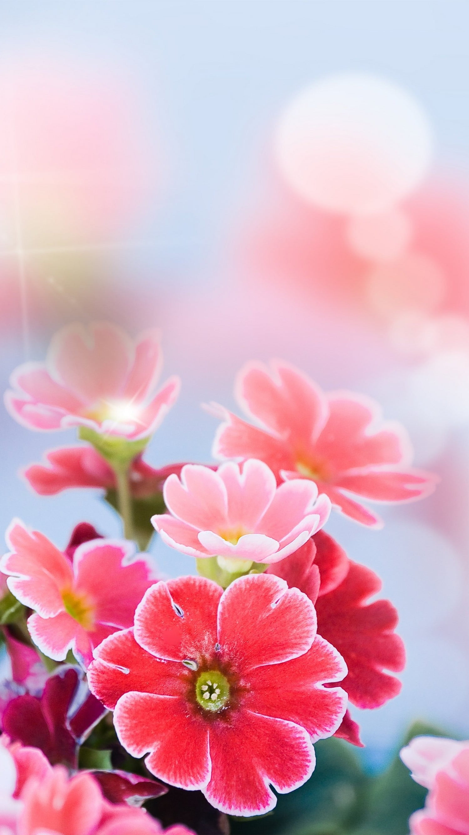 ピンク色の花 Iphone12 スマホ壁紙 待受画像ギャラリー
