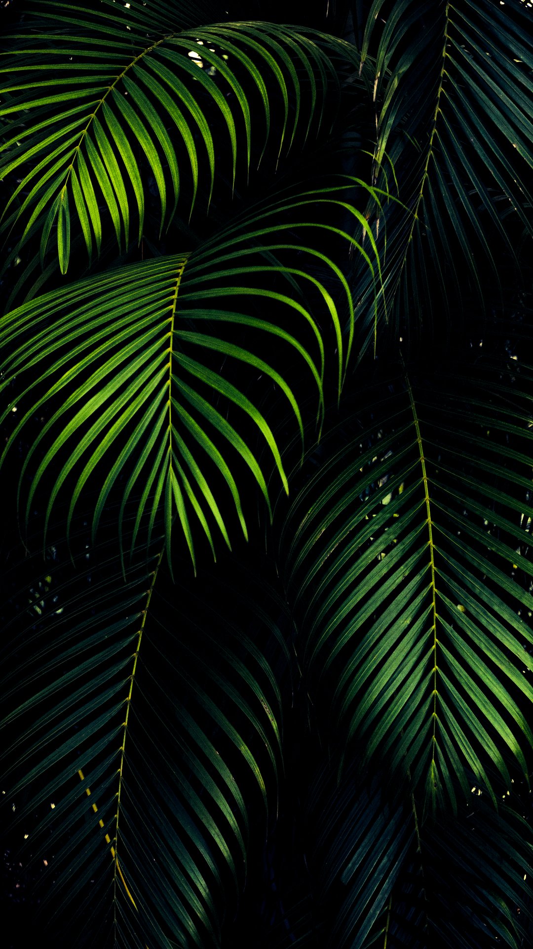 熱帯の茂み Iphone12 スマホ壁紙 待受画像ギャラリー