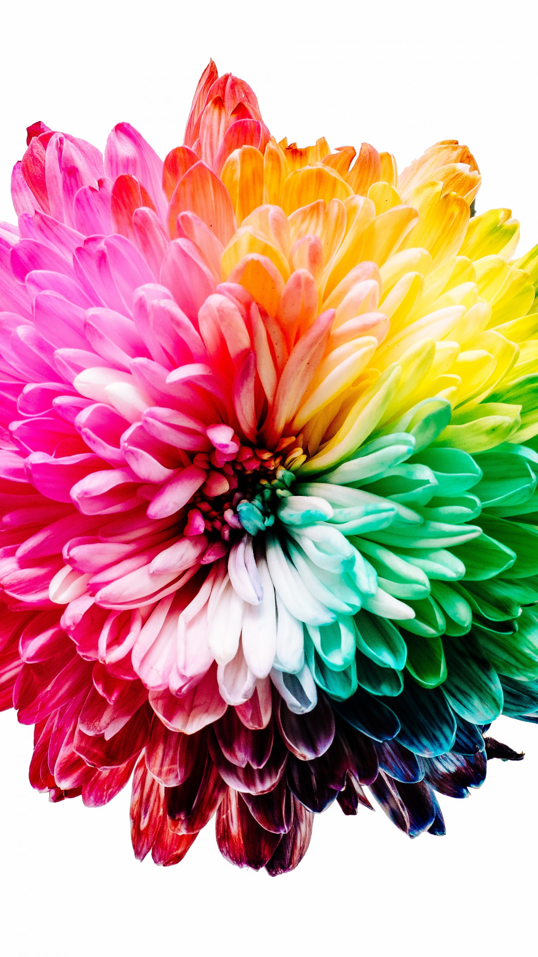 虹色の花 Iphone12 スマホ壁紙 待受画像ギャラリー