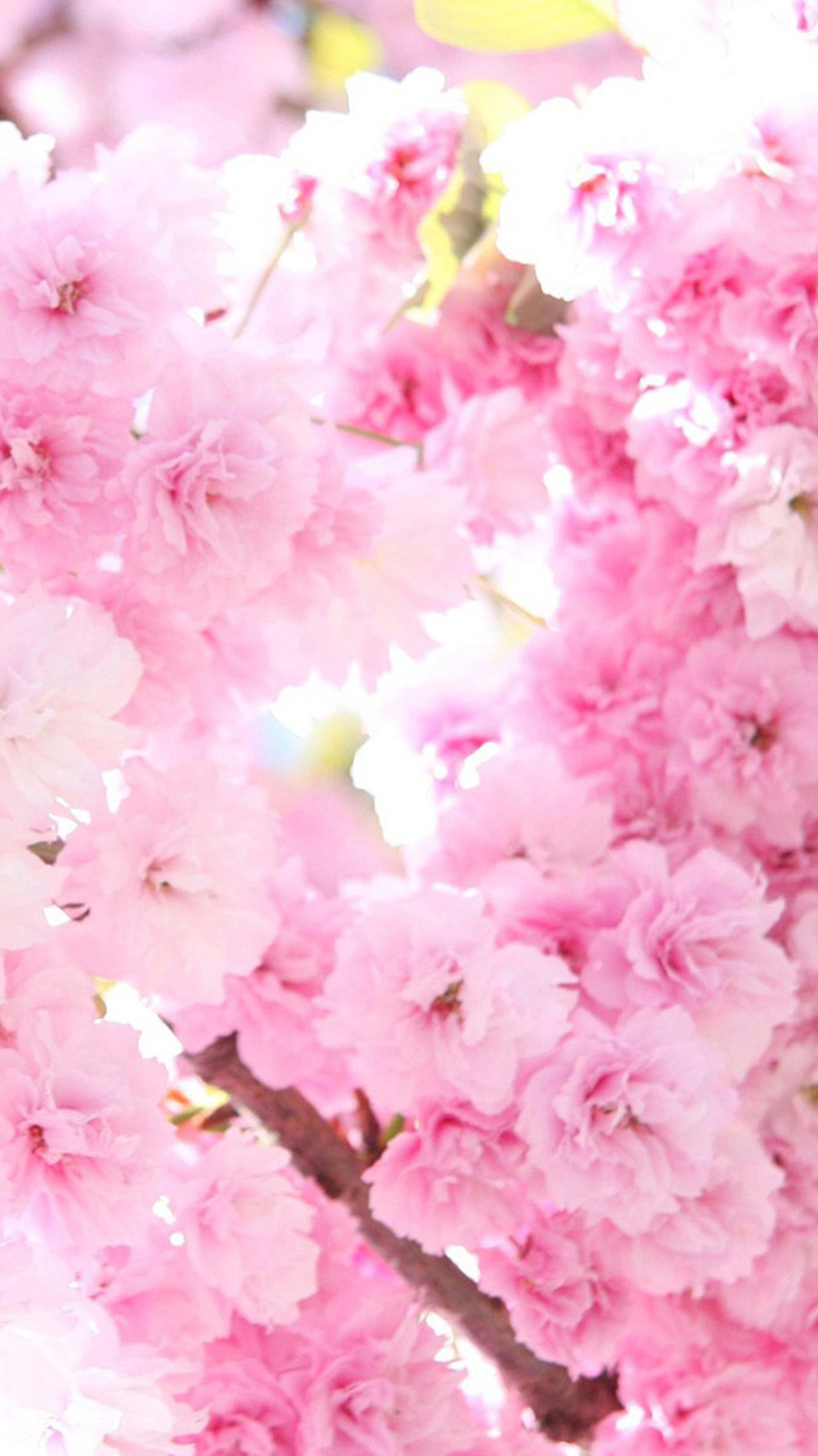人気76位 鮮やかなピンクの桜の花 Iphone12 スマホ壁紙 待受画像ギャラリー