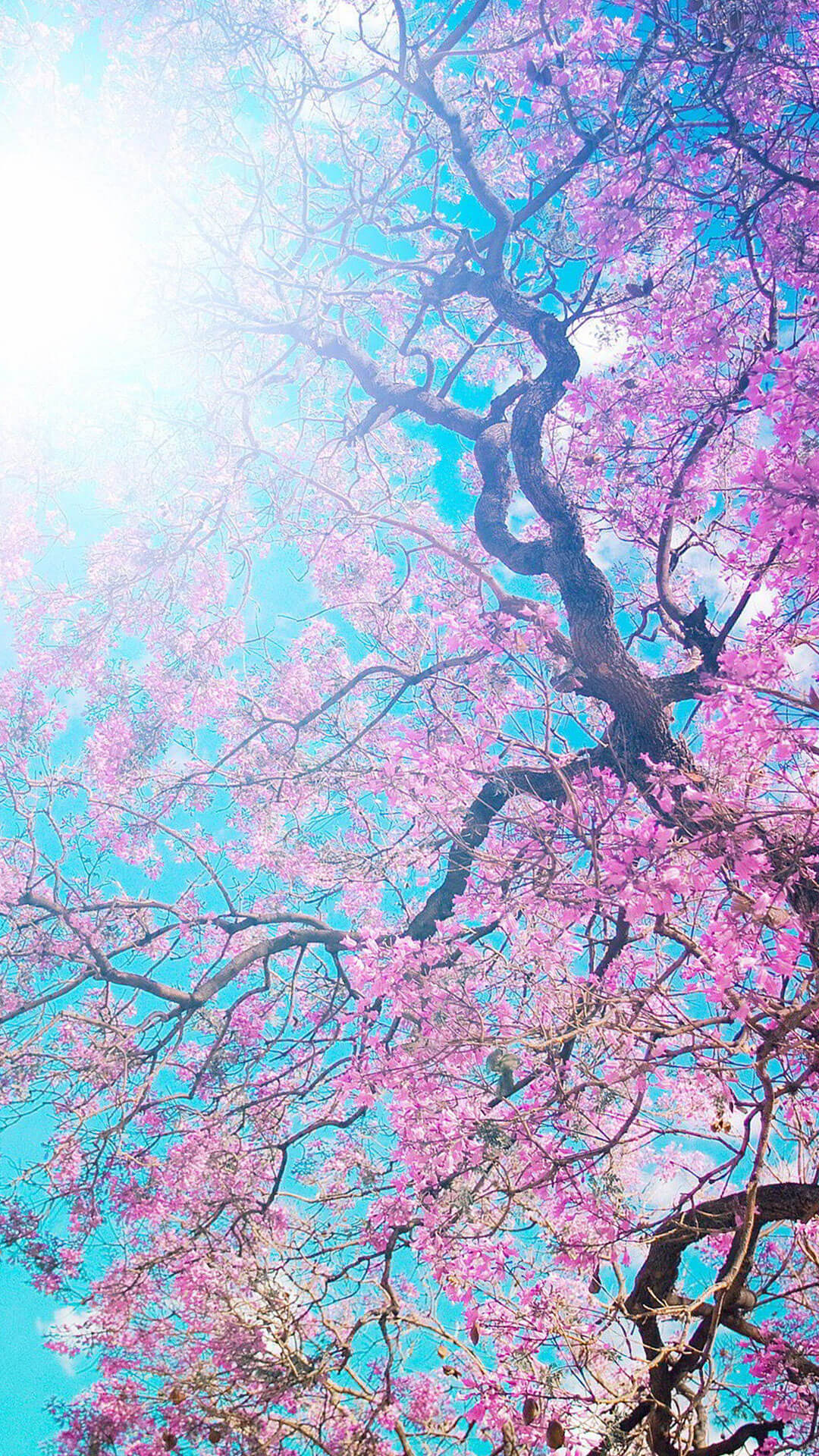 満開の桜 Iphone12 スマホ壁紙 待受画像ギャラリー