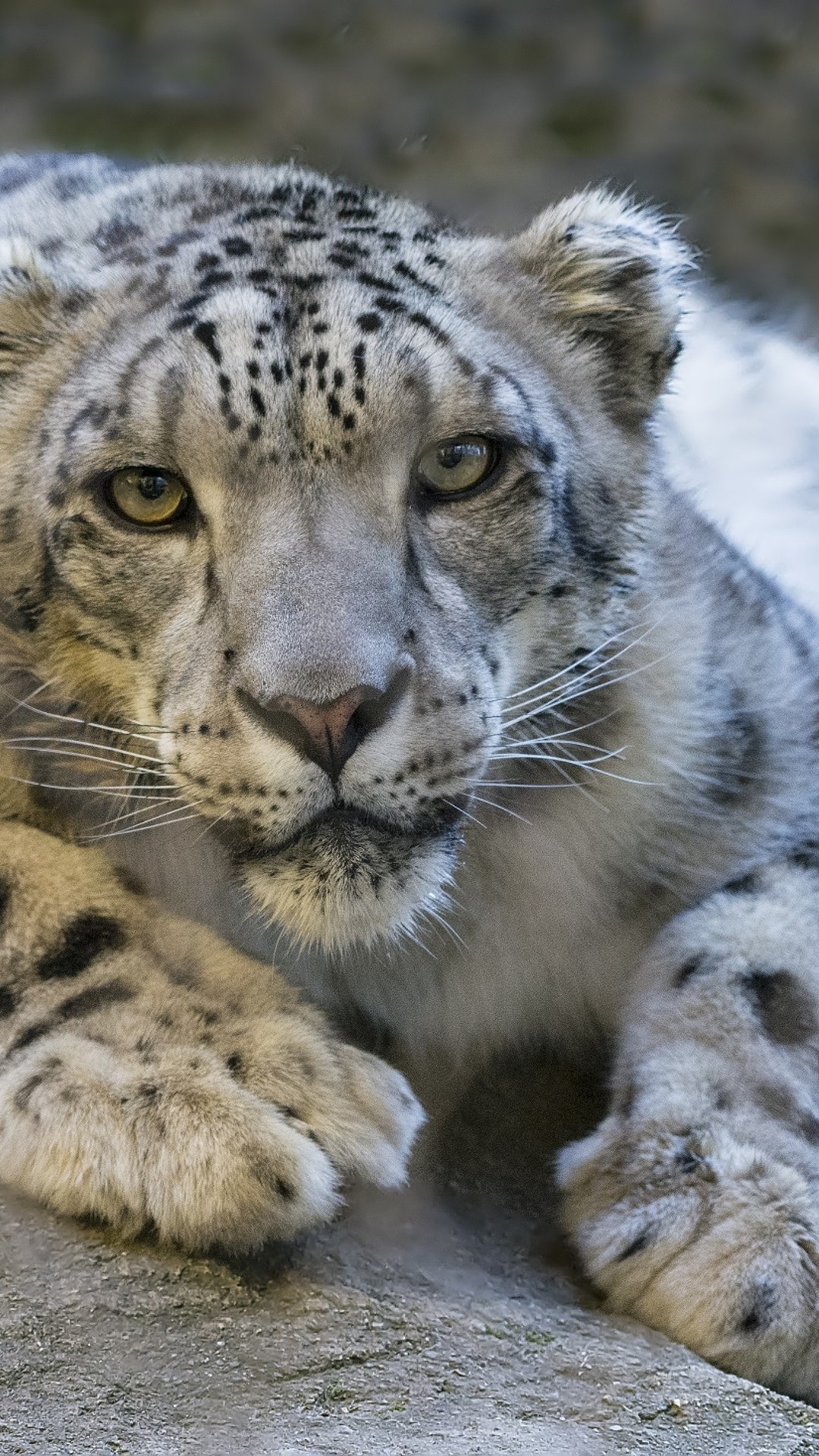 Snow Leopard 動物のiphone X壁紙 Iphone12 スマホ壁紙 待受画像ギャラリー