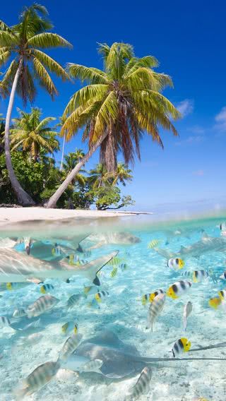 トロピカルビーチ＆熱帯魚