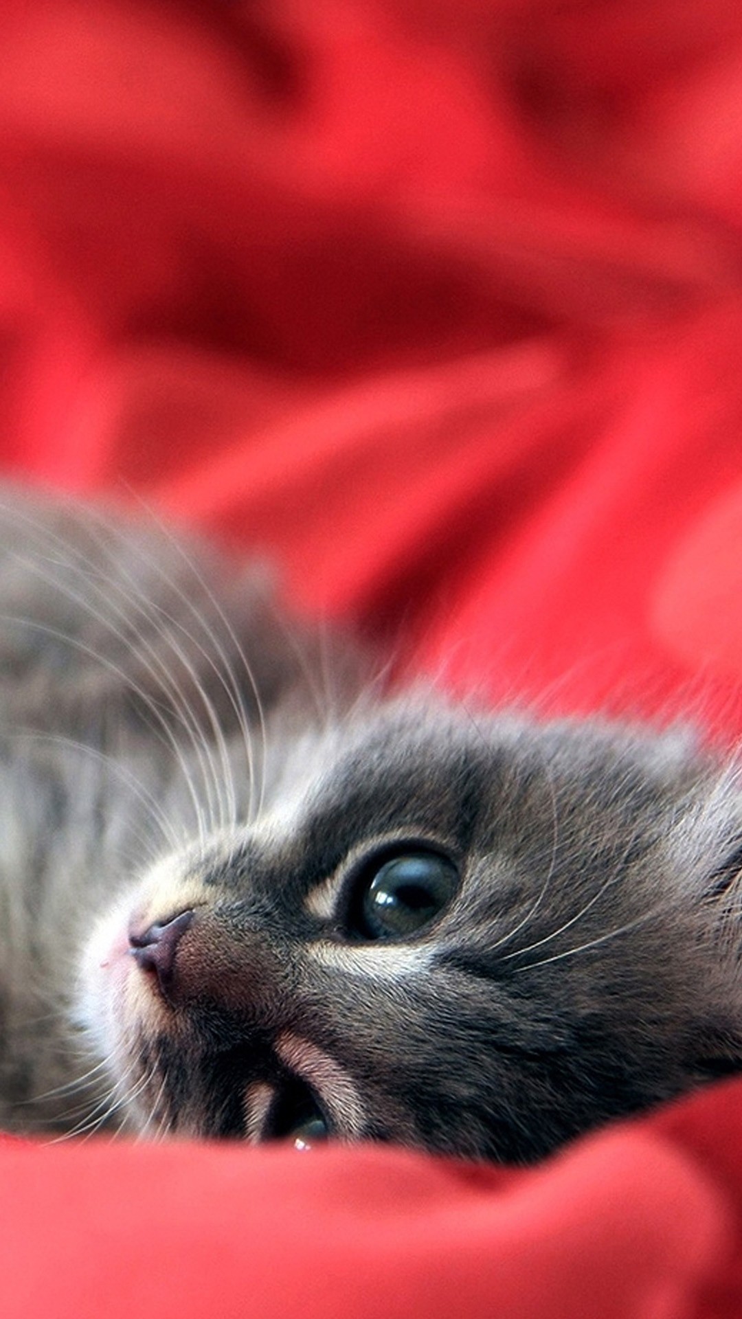 かわいい子猫 Iphone12 スマホ壁紙 待受画像ギャラリー