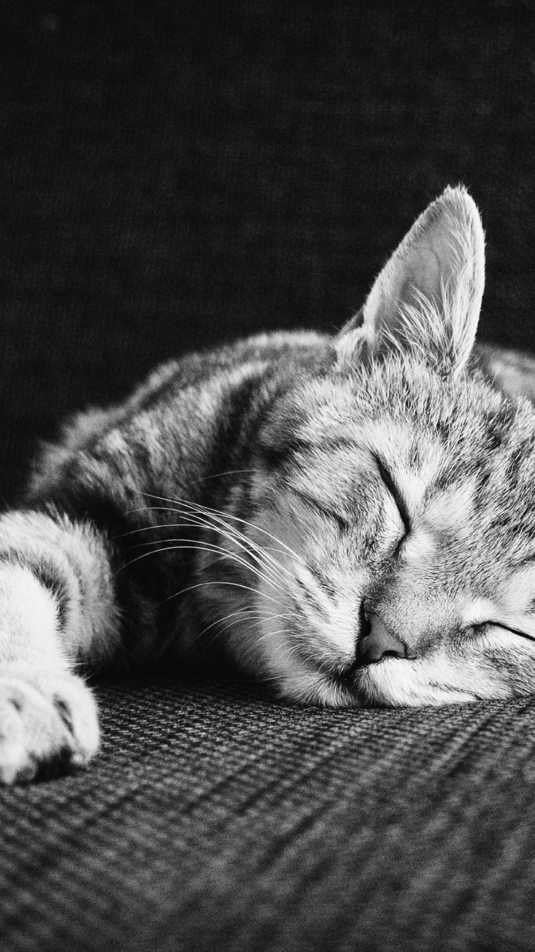 かわいいネコのお昼寝 Iphone12 スマホ壁紙 待受画像ギャラリー