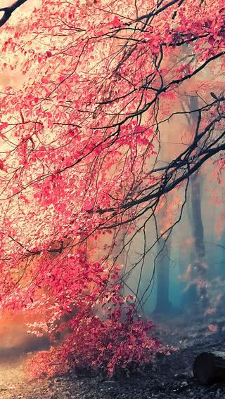桃色の幻想的な森
