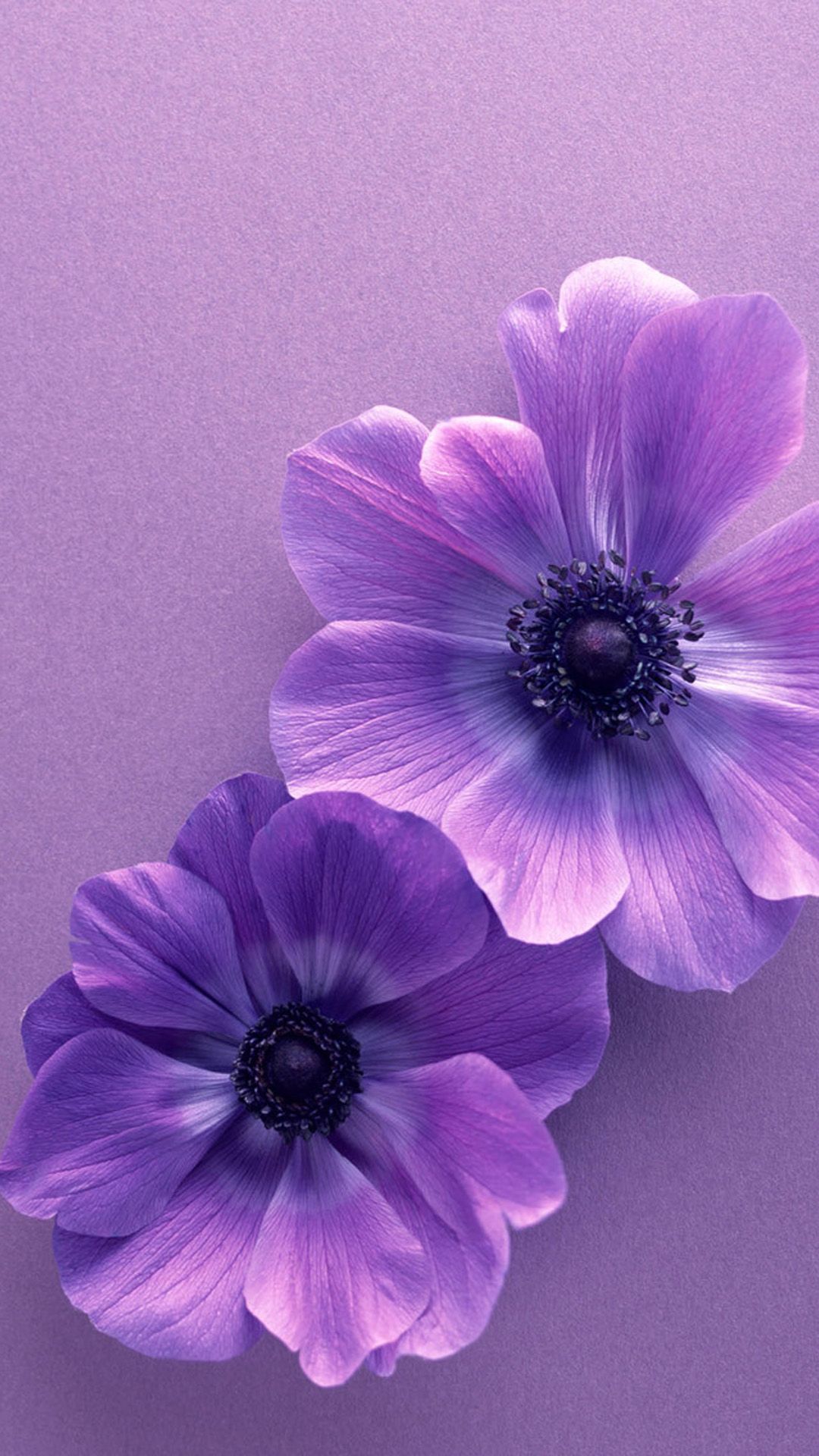 紫色の花 Iphone13 スマホ壁紙 待受画像ギャラリー