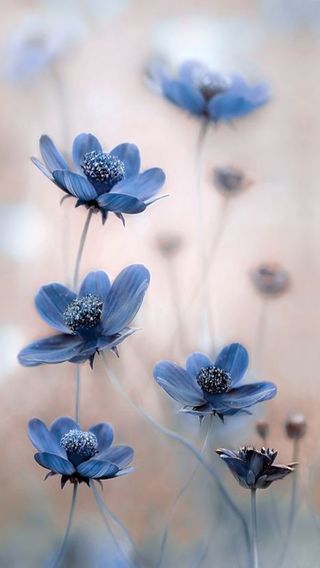 【4位】青い花