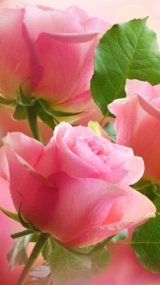【新着8位】ピンク色の薔薇
