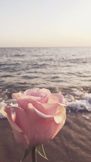 海辺の薔薇