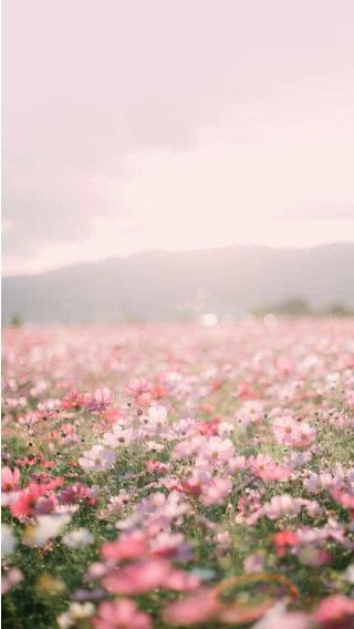 【20位】花畑|春のiPhone壁紙