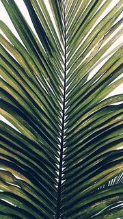 Palm-leaf
