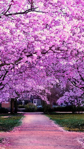 【12位】桜|春のiPhone壁紙