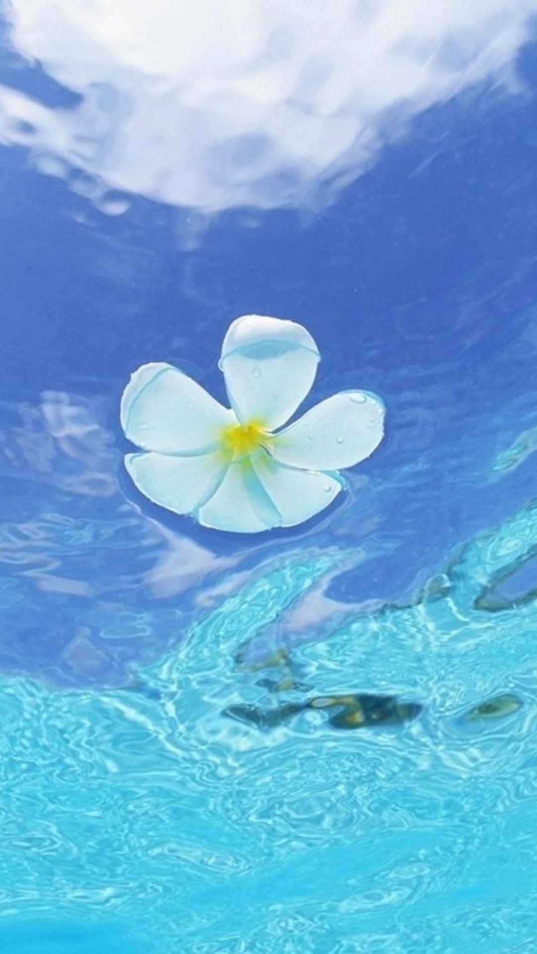 水に浮かぶ花 Iphone13 スマホ壁紙 待受画像ギャラリー