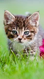 草むらにカワイイ子猫