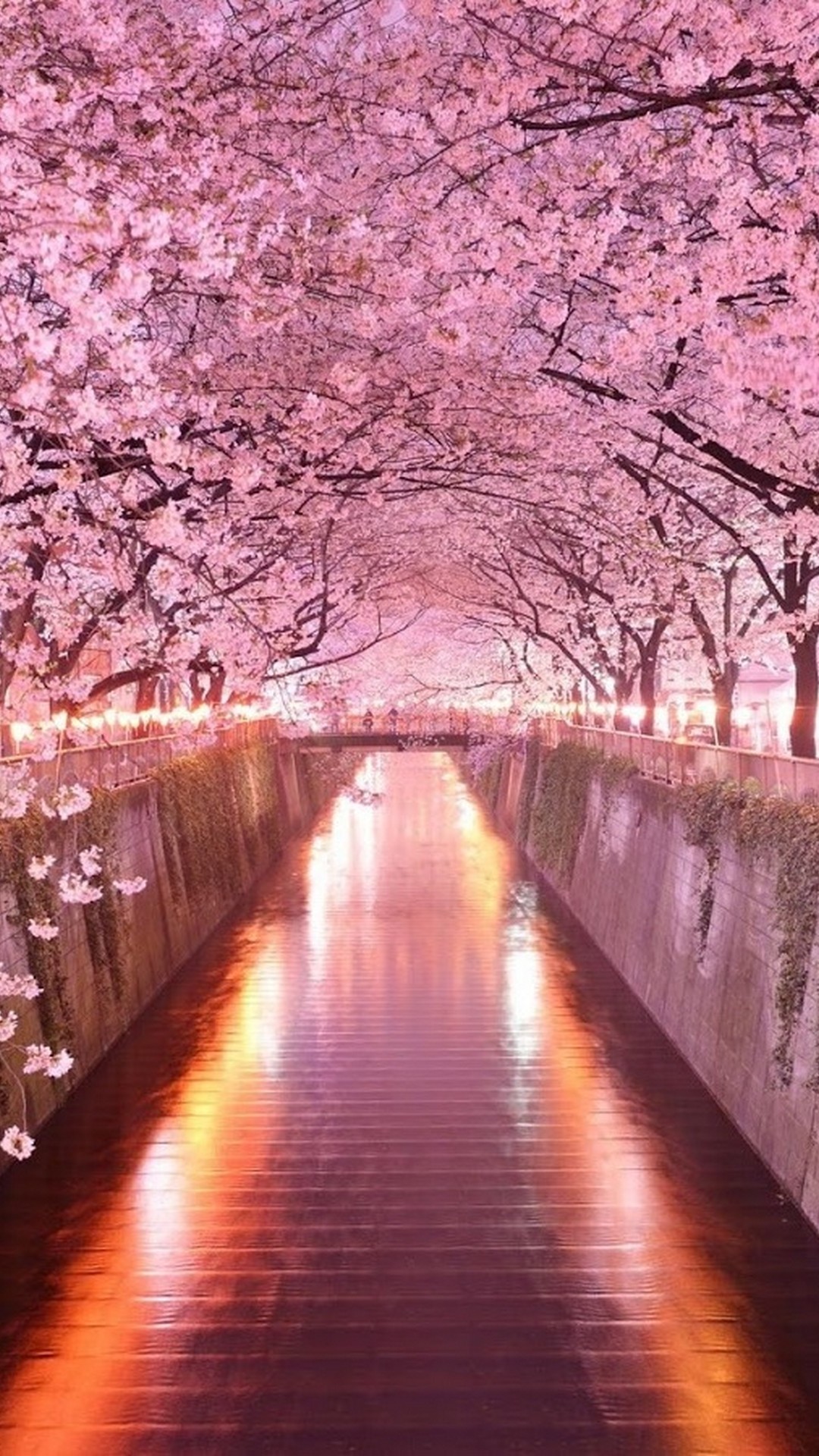 人気3位】満開の夜桜 | iPhone13,スマホ壁紙/待受画像ギャラリー