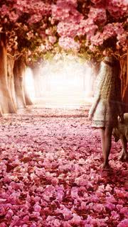 ピンク色の花のトンネル【かわいい】