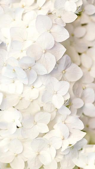 【129位】純白の花びら