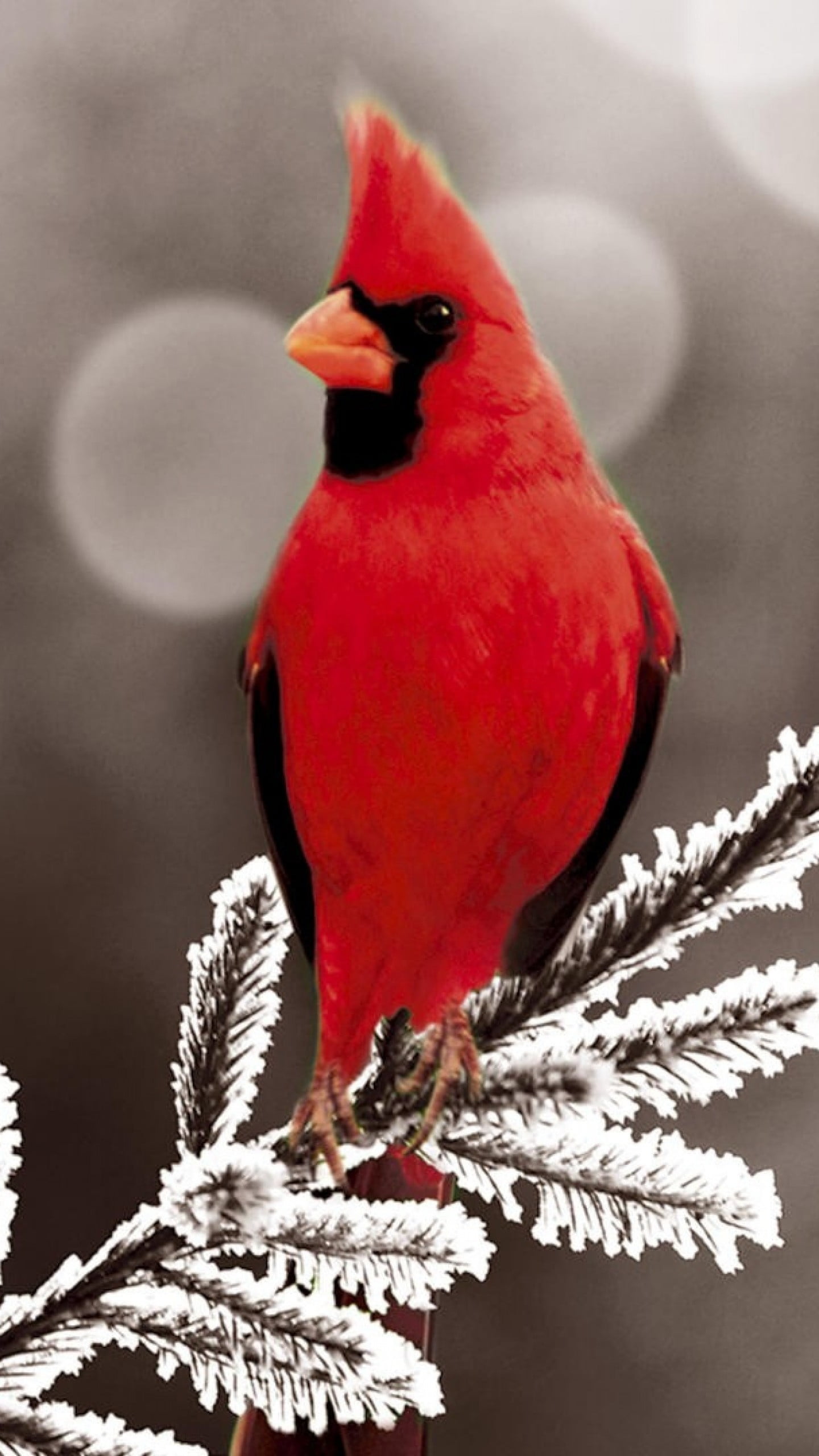 赤い鳥 Iphone14 スマホ壁紙 待受画像ギャラリー