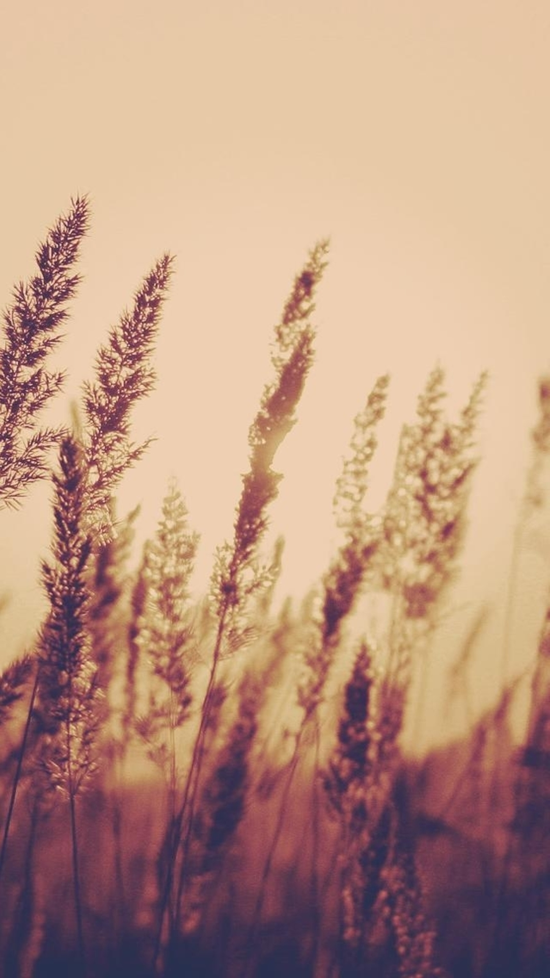 淡い夕日に染まるノスタルジックな草木の風景 Iphone14 スマホ壁紙 待受画像ギャラリー