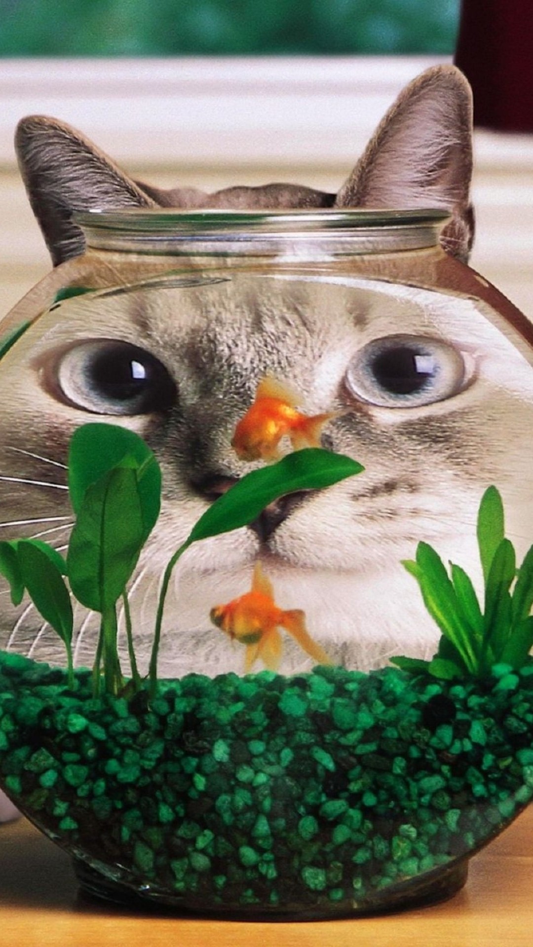 ネコと金魚鉢 Iphone14 スマホ壁紙 待受画像ギャラリー