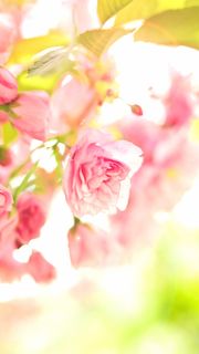 桃色の花 | 春っぽいiPhone壁紙