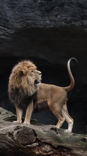 ライオン | 動物のiPhone壁紙