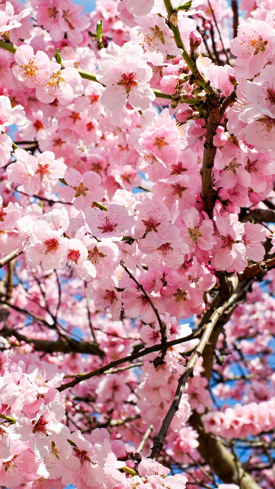 満開の桜 Iphone14 スマホ壁紙 待受画像ギャラリー
